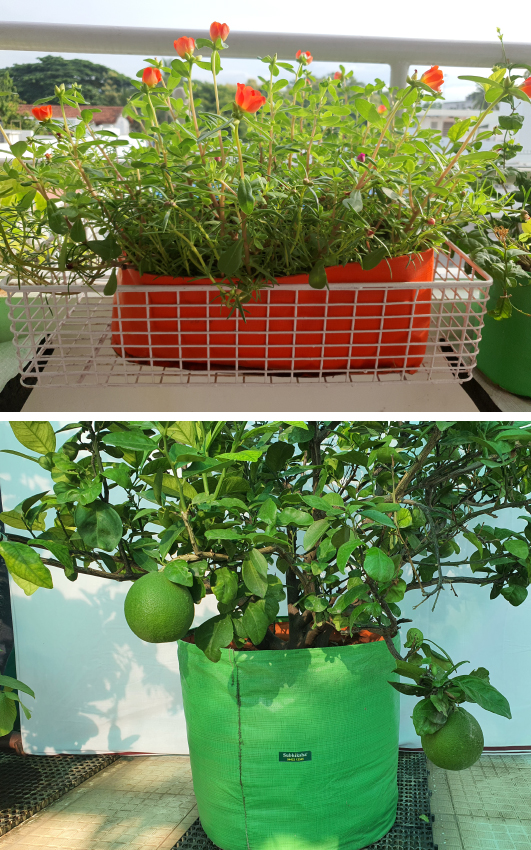 Best grow bags in Kerala